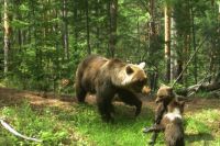 В период брачного периода самки прогоняют от себя медвежат.