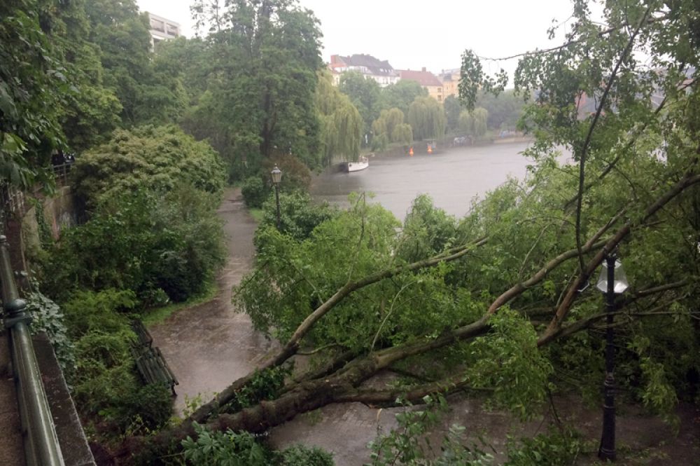 Поваленные деревья у реки Шпрее.