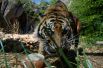 27 июня. Суматранский тигр облизывает леденец замороженной крови в жаркий летний день в зоопарке Биопарко в Риме, Италия.