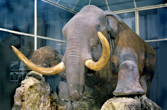 Крупнейший в стране Зоологический музей был основан в 1832 году.