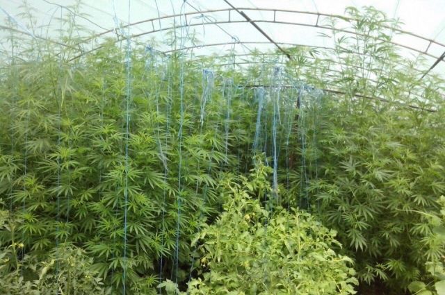 Конопля с огорода действие марихуаны на давление