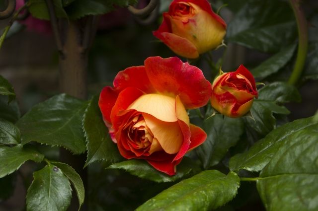 Аллея семьи в Иркутске пополнится новыми розами.