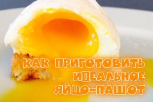Яйцо
