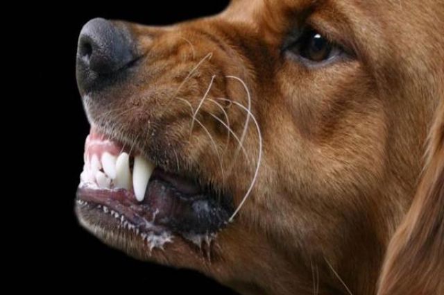 Тоболяк, натравивший собаку на женщину-полицейского, отсидит 1,5 года