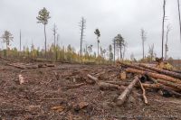 В Тюменской области трое мужчин незаконно вырубили 30 берёз