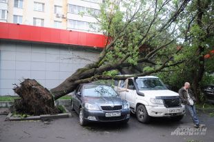 Самый простой совет - не паркуйтесь под деревьями.