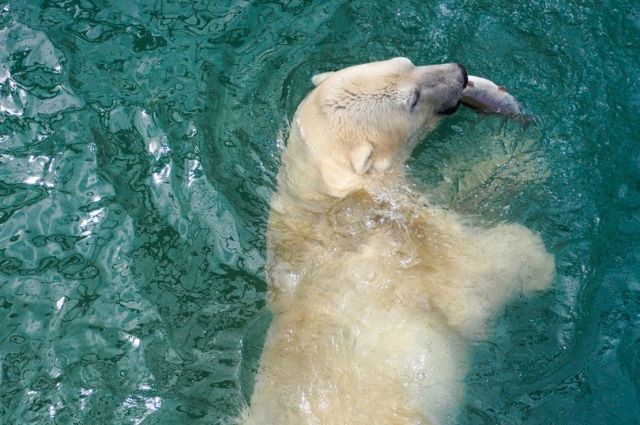 В бассейн медведям запускают живую рыбу.