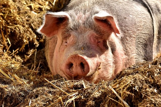 Опасных свиней и их соседей в радиусе 5 км уничтожат. 
