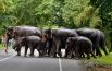 12 июля. Стадо слонов переходит дорогу в национальном парке Казиранга в северо-восточном штате Ассам в Индии.