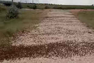 Саранча