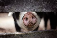 В регионе введён карантин из-за опасного заболевания свиней. 