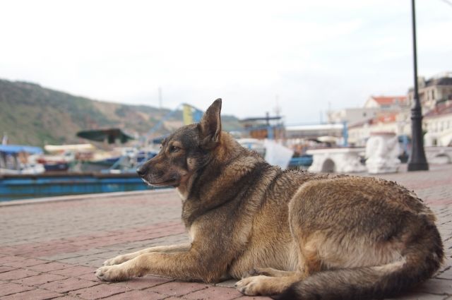 Ранее красноярские зоозащитники жаловались на предпринимателя за жестокое обращении с собаками и фальсификации отчетов о проделанной работе.