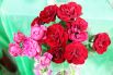 Более 150 сортов зимостойких садовых роз представлены на выставке в Иркутске.
