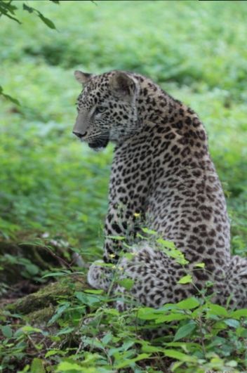 Первые три особи переднеазиатского леопарда были выпущены летом 2016 в районе склона горы Ятыргварта Краснодарского края.