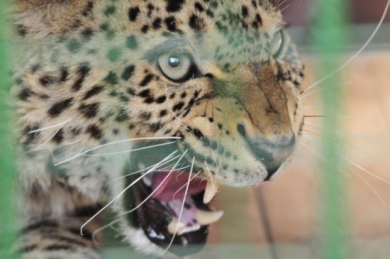 Леопардов выращивают так, чтобы они были способны выживать в дикой природе и испытывали страх к человеку.