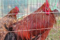 Тюменская птицефабрика увеличит производство халяльной продукции