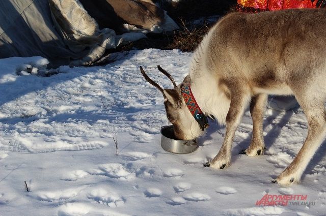Природные пожары на Ямале не мешают вакцинации северных оленей