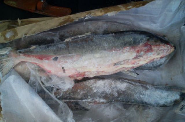 Мороженую рыбу производства Фарерских островов везли из Санкт-Петербурга.