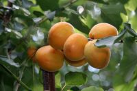 Эти абрикосы созрели в Центральной России.