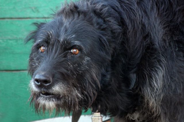 СК проверяет информацию о нападении собак на 3 детей в Орске.