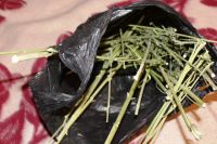 Полицейские изъяли порядка 40 кустов конопли, а также высушенные части растения, которые хозяйка дачного дома хранила в диване. Общая  масса наркотика составила около 300 граммов. 