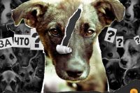 Великовозрастные живодеры из поселка Винзили вбивали гвозди в голову собаки