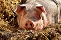 За уничтоженных свиней фермерам заплатят компенсацию. 