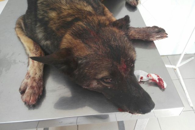 Тюменские живодеры, которые забивали гвозди в собаку, начали мстить соседям