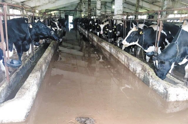 Из-за летнего паводка коровы на некоторых фермах стоят по колено в воде.
