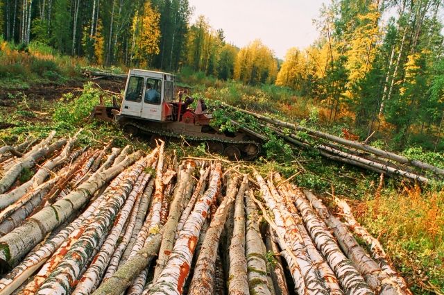 Экс-чиновники заключали договоры купли-продажи леса, предусматривающие сплошную рубку. Ущерб природе - 4 млрд руб.