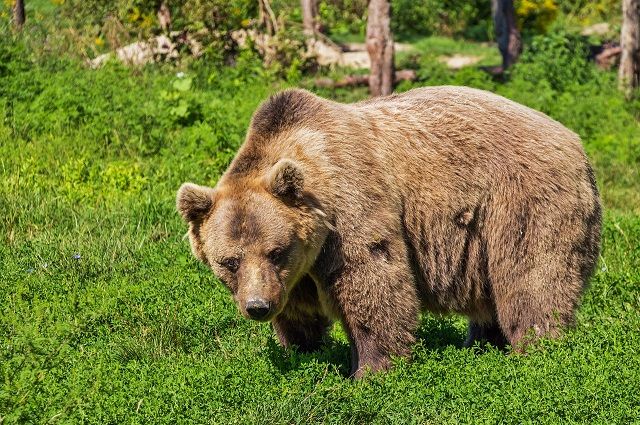 В Кузбассе медведь воровал еду в детском лагере.
