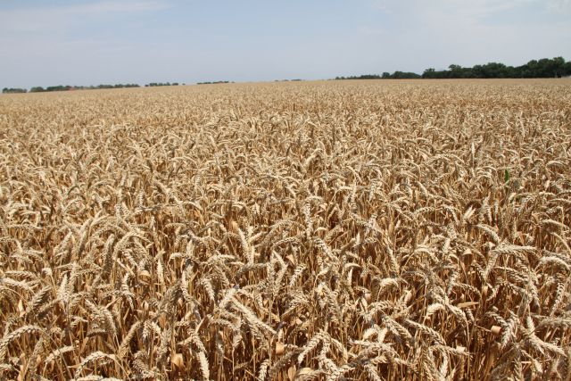 Семены элиты озимой пшеницы будут стоить около 20 тыс. рублей за тонну.