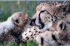 31 июля. Новорожденные гепарды и их мать Саванна отдыхают в Пражском зоопарке.