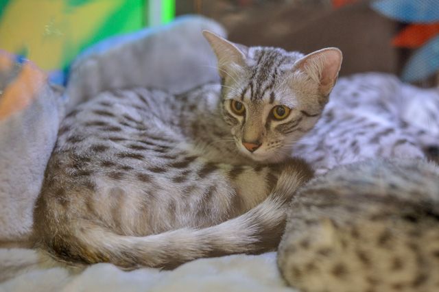 Стоимость кошки бенгальской породы достигает 60 000 рублей. 