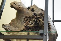 Кости древнейших обитателей планеты были найдены в Ачинском районе. 