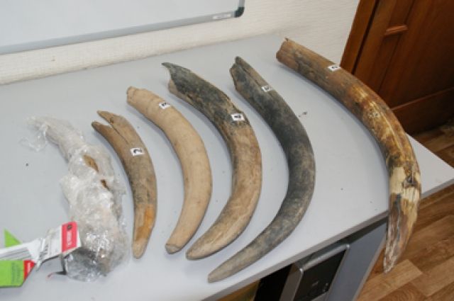 На Ямале студентка обнаружила останки мамонта