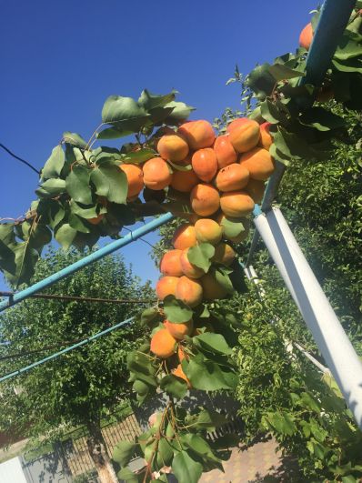 У Николая Кузнецова из с. Курсавка небывало щедрый урожай в этом году абрикосов. 