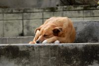 В общей сложности с начала года в приют поступило 1180 безнадзорных собак