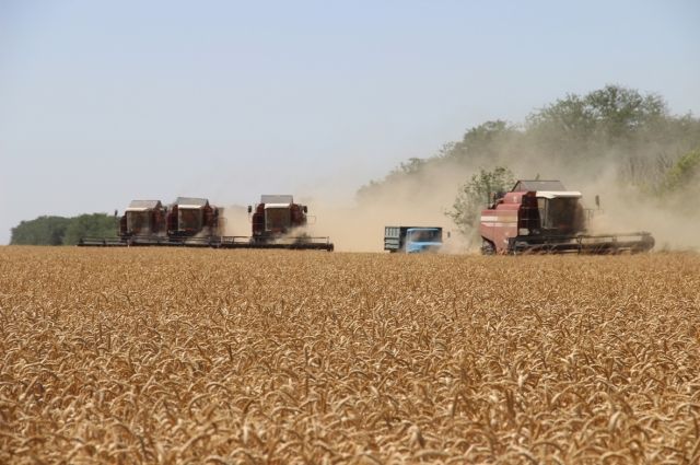 В 2017 году на полях Сальского района собрали небывалый в истории урожай: 665,6 тысячи тонн зерновых.