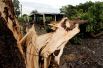Упавшее дерево рядом с домом после урагана «Франклин» в Вега де Алаторе в штате Веракрус.