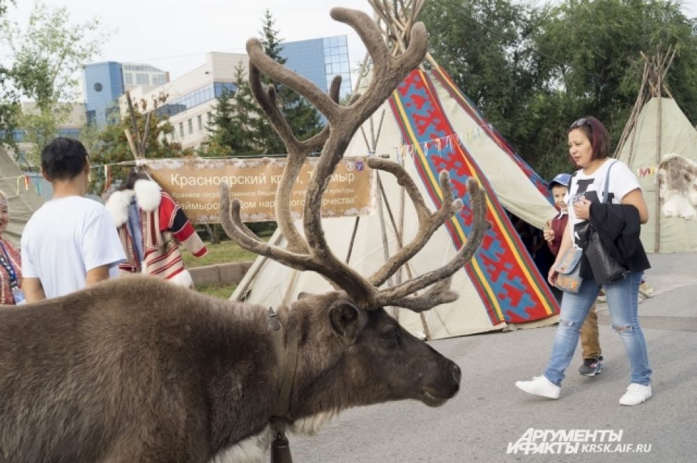 Посетители могли увидеть настоящего северного оленя.