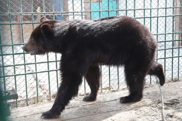 СК: информация в тюменских соцсетях о растерзанной медведем женщине - фейк