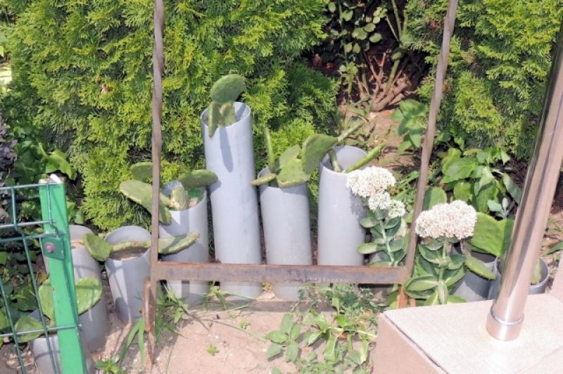 В этих пластиковых трубах кактусам вполне комфортно (ул. Артюшкова, 21). 