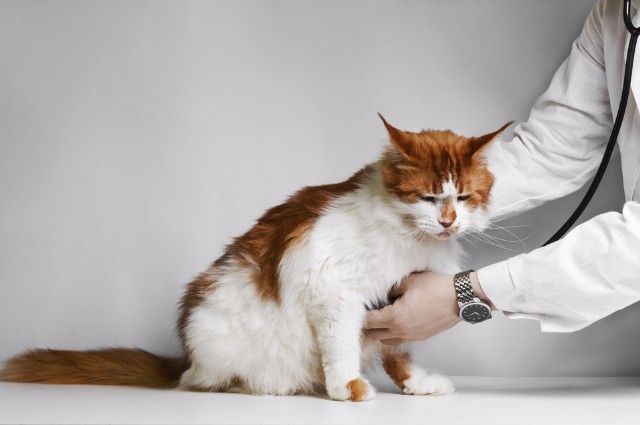 Какой врач лечит кошек