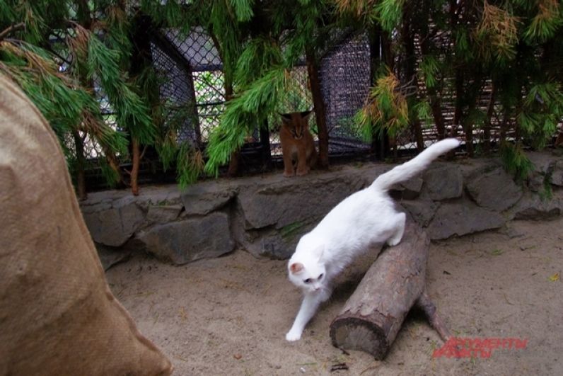 И тогда судьбу каракалов, а также сервалов доверили домашней белой кошке и ее черной подруге, которые раньше были бездомными, а потом их приютили в Новосибирском зоопарке.