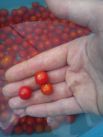 Онищенко Анна, г.Ставрополь. «Эти красное ягодки на самом деле мини помидорчики. Очень здорово смотрятся в салатах и консервации».