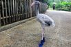17 августа. Сотрудники парке птиц Jurong в Сингапуре сделали для птенца фламинго пинетки, чтобы защитить его ноги от горячего бетона. 