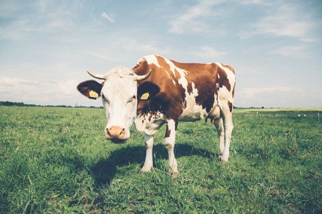На тюменской трассе сбили корову: животное убежало, а у пассажирки травмы
