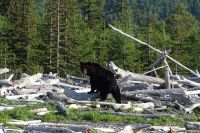 В Тюменской области открыта охота на бурого медведя и барсука