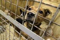 Жительницу Ноябрьска возмутил живодёрский отлов бродячих собак